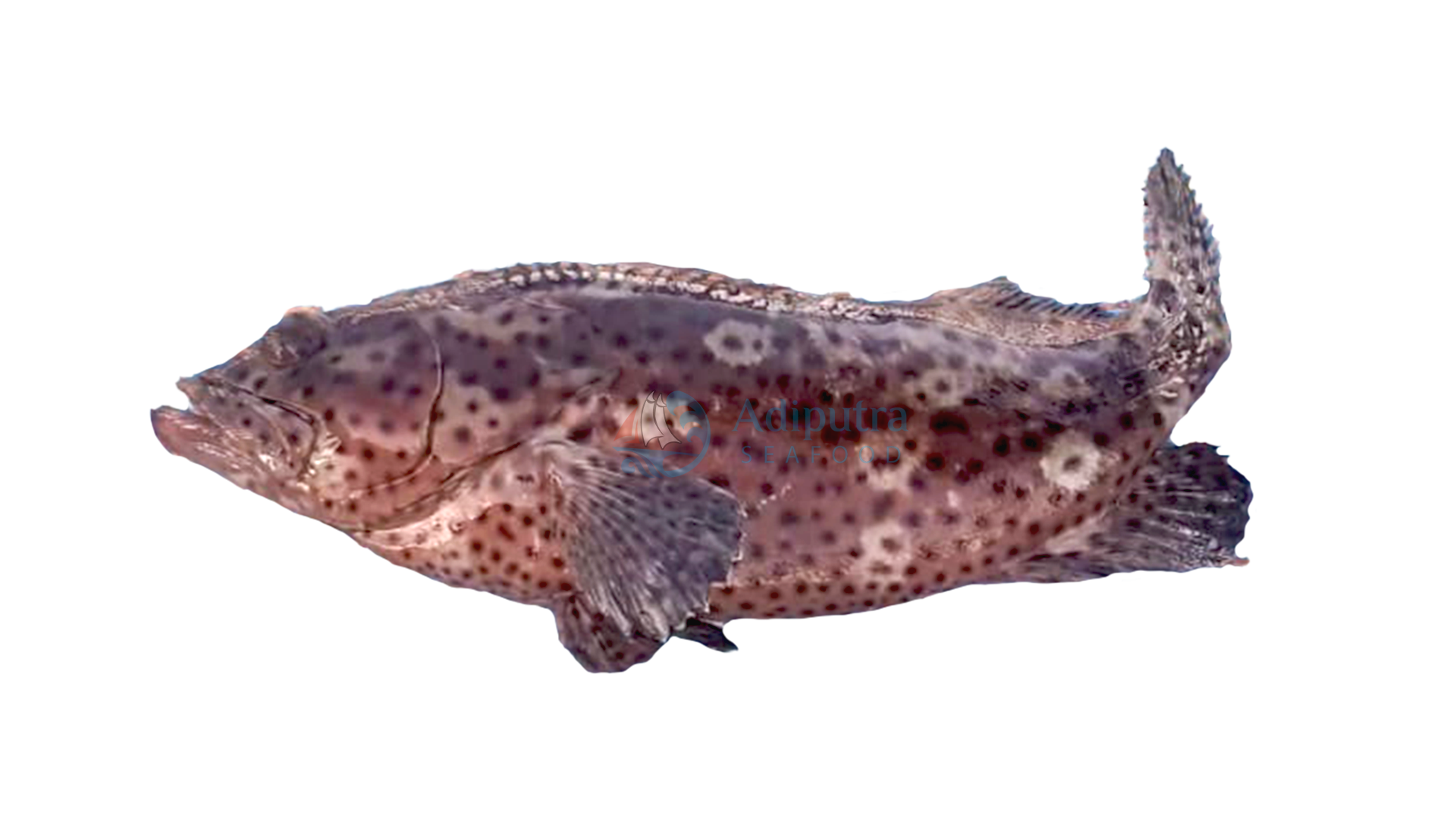 grouper-inaexport